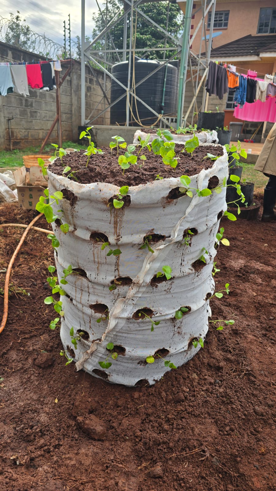 Grow bag leafy greens